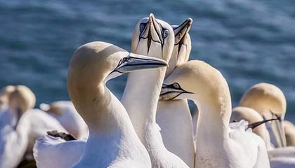 开云下载-印尼羽毛球队震撼全场，血洗丹麦，陶菲克创历史新高