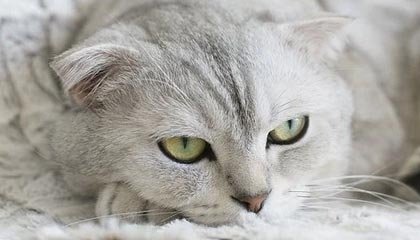 开云体育APP下载-国米绝杀马竞，格列兹曼扑点救主意甲